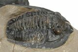 Diademaproetus & Enrolled Austerops Trilobites - Foum Zguid, Morocco #226590-3